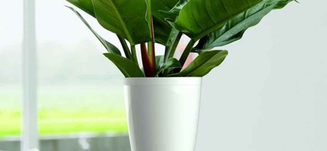 CES2016 Parrot Pot, le pot de fleur connecté<span class="wtr-time-wrap block after-title"><span class="wtr-time-number">1</span> min de lecture pour cet article.</span>